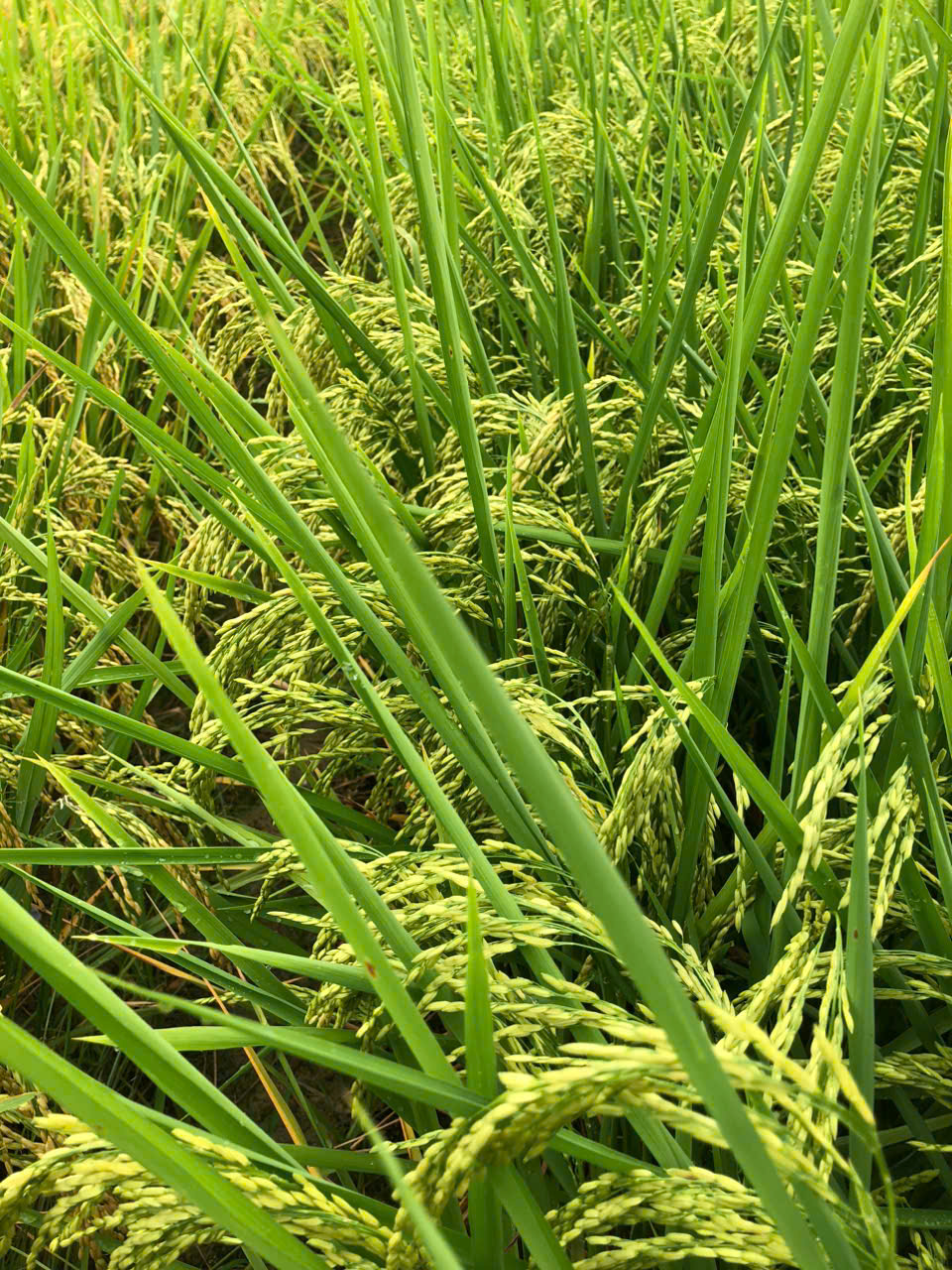 z6650185734690 dfddbf94e7a8ba940d5d2bb756dab3ca