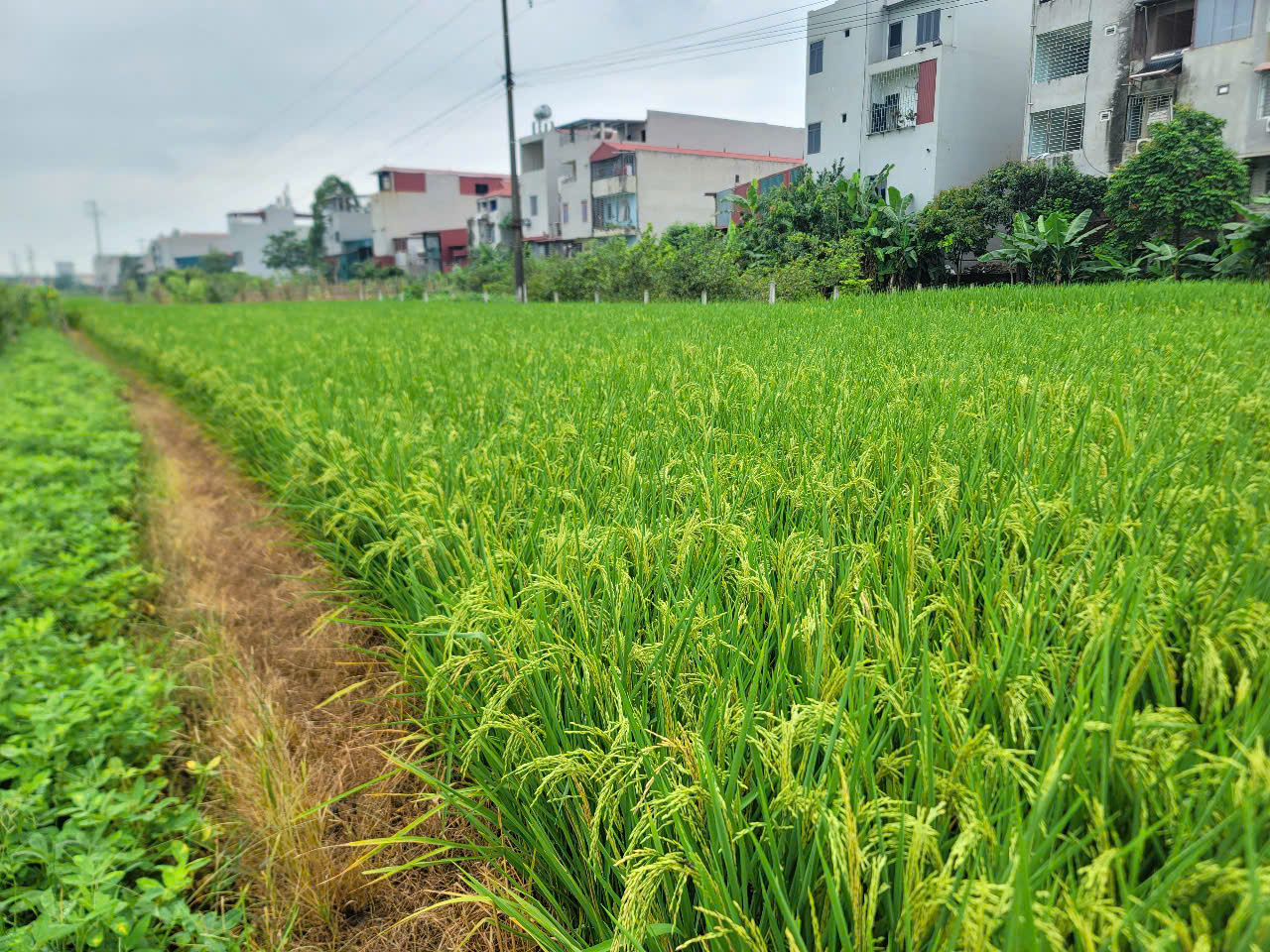 z6650478853390 b081a3e196c24298a9411a0cd0a28368