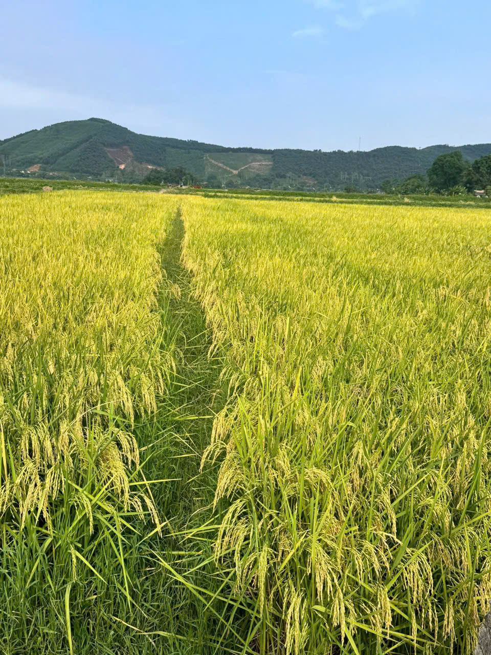 z6651979074436 3a23de9f514d316d381ad1eec7332613