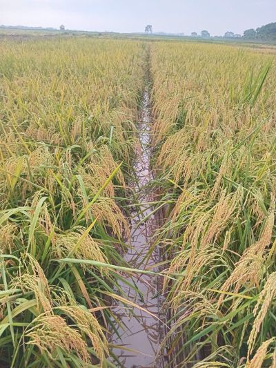 THƯỜNG LỘC 219 - GIỐNG LÚA DẺO, THƠM, ĐẬM VỊ